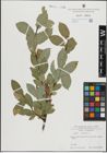 Foto von Salix hastata L.
